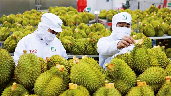 Mục tiêu xuất khẩu rau quả 8 tỉ USD: Trông chờ cú hích từ vụ sầu riêng!