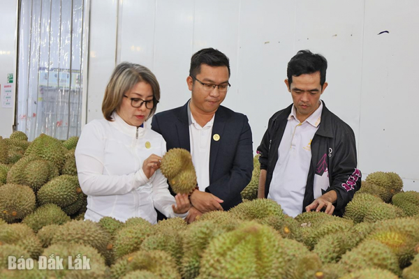 Trung Quốc siết chặt kiểm định chất lượng sầu riêng nhập khẩu: Đắk Lắk chủ động triển khai các giải pháp thích ứng