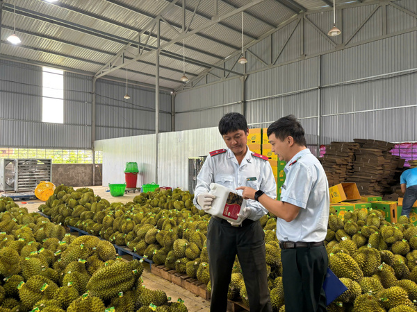 Bộ trưởng Đỗ Đức Duy: Tăng cường thanh kiểm tra, nâng cao chất lượng sầu riêng xuất khẩu