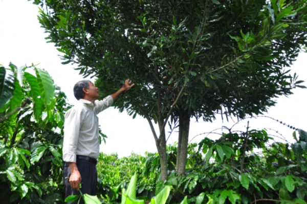 Trồng xen mắc ca, lối thoát cho cây cà phê thời "hết vàng son"